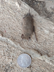 Tadarida brasiliensis