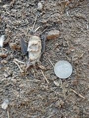Tadarida brasiliensis