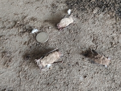 Tadarida brasiliensis