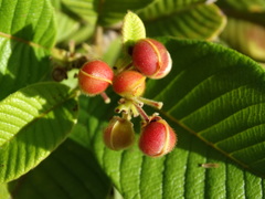 Davilla