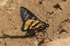 Mimardaris sela periphema