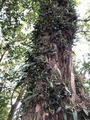 Bulbophyllum retusiusculum