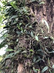 Bulbophyllum retusiusculum