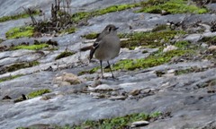 Drymodes brunneopygia