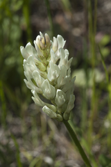 Astragalus marinus