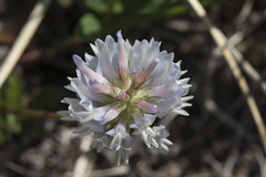 Astragalus marinus
