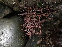 Calliarthron tuberculosum