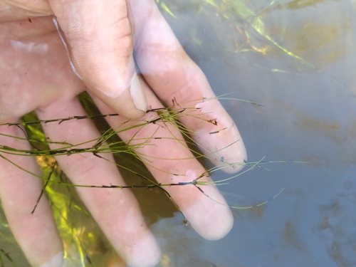 Image of Eleocharis vivipara by (c) Scott Ward, some rights reserved (CC BY)