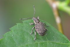 Peritelus sphaeroides