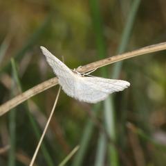 Idaea pallidata