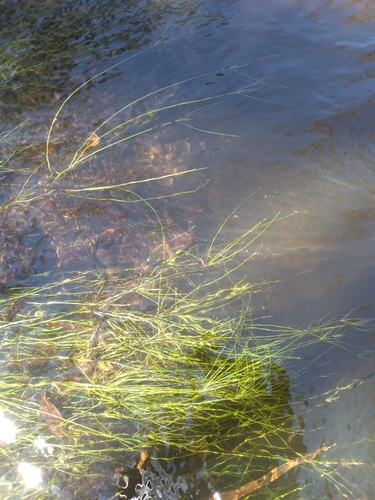 Image of Eleocharis vivipara by (c) Scott Ward, some rights reserved (CC BY)
