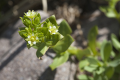 Honckenya peploides major