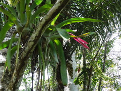 Aechmea setigera