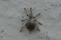 Trichopterapion holosericeum