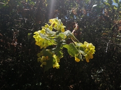 Calceolaria perfoliata