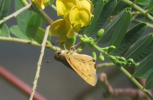 Fiery skipper