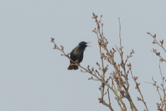 Sturnus vulgaris
