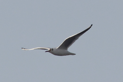 Chroicocephalus ridibundus