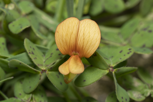 Medusa Vetchling (Lathyrus gorgoni)