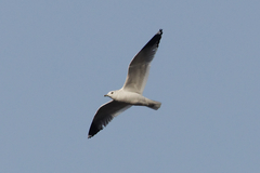 Larus canus