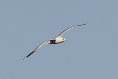 Larus canus