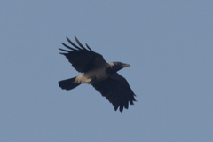 Corvus cornix