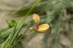 Lathyrus gorgonei