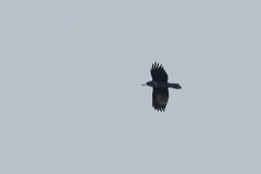 Corvus frugilegus