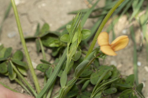 Image of Lathyrus gorgoni by (c) Eleftherios Katsillis, some rights reserved (CC BY)
