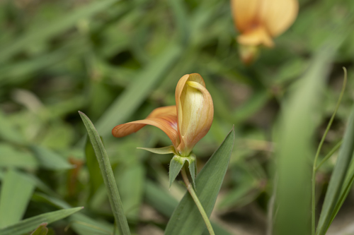Image of Lathyrus gorgoni by (c) Eleftherios Katsillis, some rights reserved (CC BY)