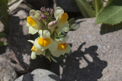 Linaria japonica