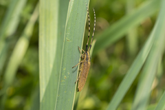 Agapanthia asphodeli