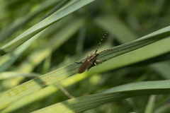 Agapanthia asphodeli