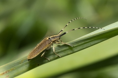 Agapanthia asphodeli