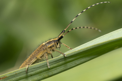 Agapanthia asphodeli