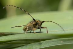 Agapanthia asphodeli