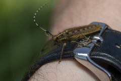 Agapanthia asphodeli