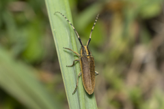 Agapanthia asphodeli