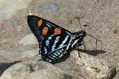 Mimoniades versicolor eupheme