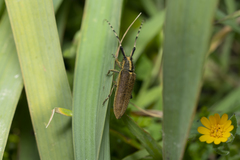 Agapanthia asphodeli