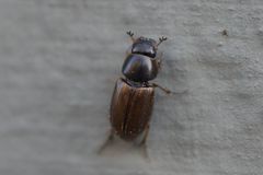 Melinopterus consputus