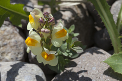 Linaria japonica