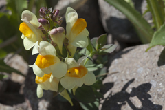 Linaria japonica