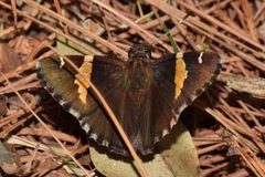 Thorybes pseudocellus