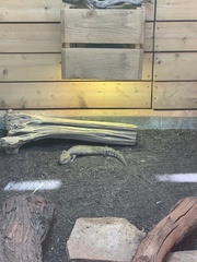 Tiliqua