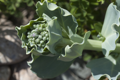 Mertensia simplicissima