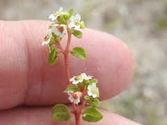 Euphorbia cordifolia