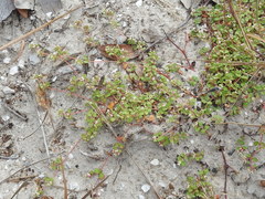 Euphorbia cordifolia
