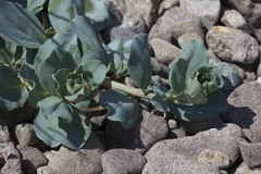 Mertensia simplicissima