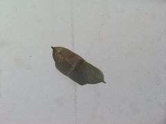 Oxytenis modestia